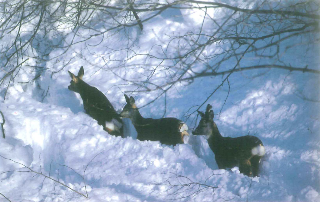 Cartolina caprioli nella neve