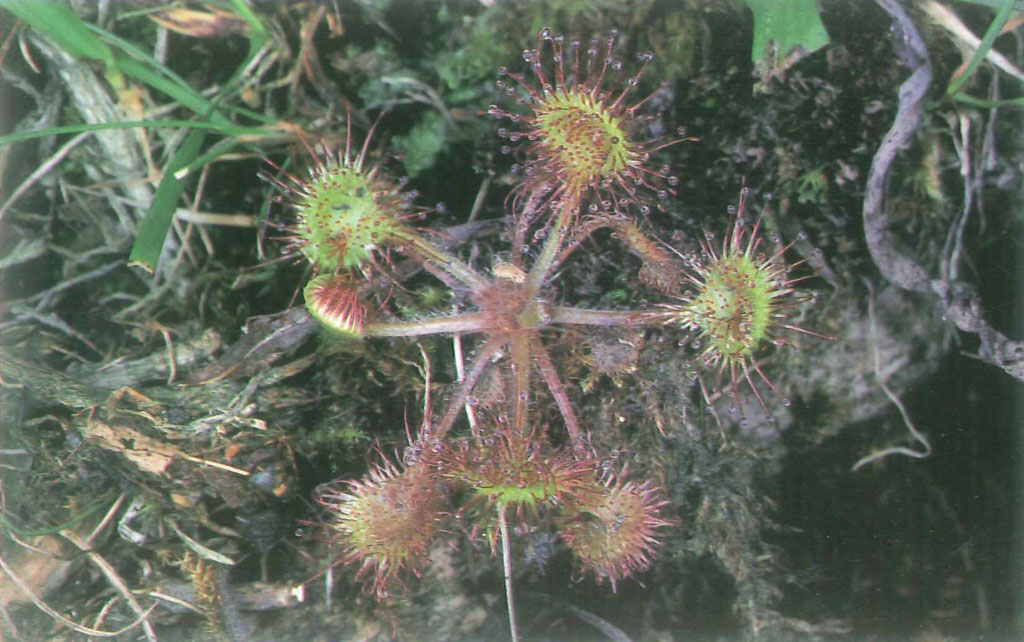 Cartolina pianta carrnivora