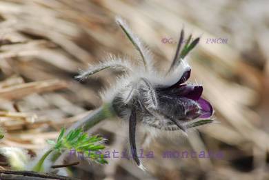 Particolare del fiore di Pulsatilla montana