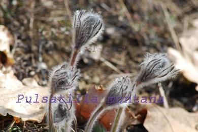Pulsatilla montana