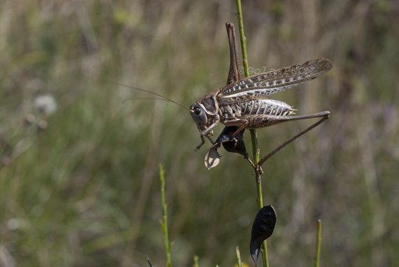 Decticus albifrons maschio