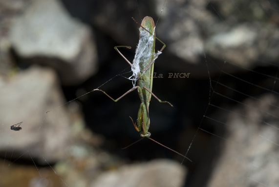 Mantide preda di ragnatela di Argiope