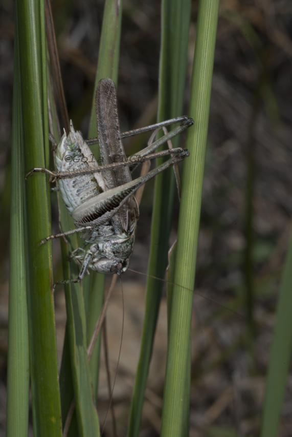 Platycleis grisea, maschio in canto