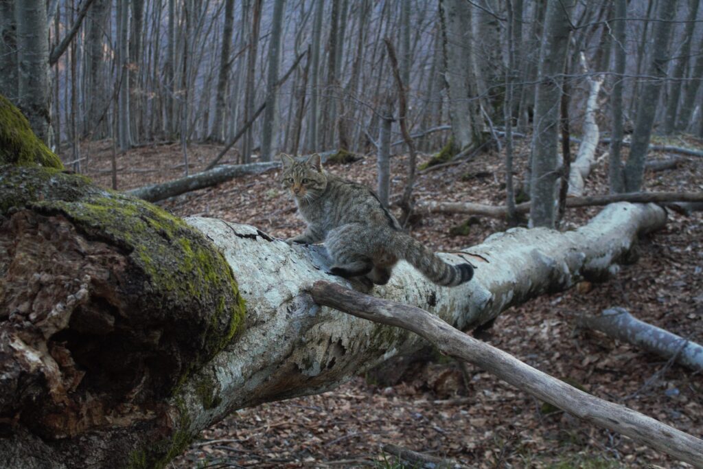gatto selvatico (Felis silvestris silvestris) - foto Nicola Rebora e Paolo Rossi
